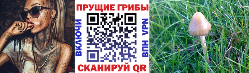 Галлюциногенные грибы Psilocybine cubensis  Далматово 